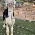 نجدي