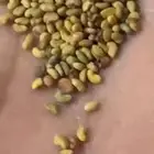 بذر برسيم