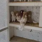 حمام هجين جكوبين