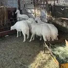 طليان ورخال
