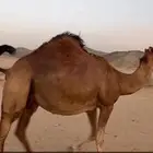 ناقه لقحه جنب