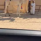 هجن