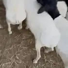 للبيع طليان مرابي برابر