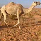 للبيع عشراء هديه حدرها قعود