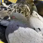 حمام سوادي