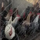 ديكه للبيع
