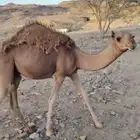 قعود 7 شهور
