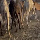 حشوان