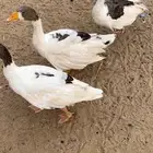 وز بلدي بيع مستعجل