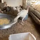 دجاج رومي عمر 4 اشهر