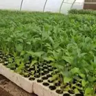 شتلات فلفل شقراء