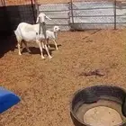 نعجه والد معها خروف روم وسلم ديس وسن. الموقع بريده