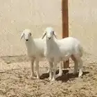 هرافه