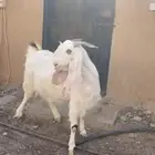 للبيع عنز دافع صنفف كفوو