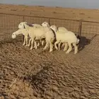 رخال صنف مقنوي علي فحول طيبه جداا