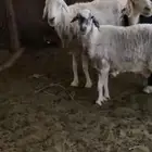 قرية العين