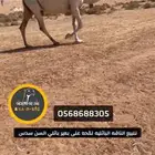 للبيع الناقه الطيبه لقحه على البنك