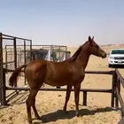 للبيع مهر شعبي اشقر