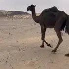 مجهم للبيع