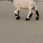 طليان 2 مشاريع فحول