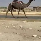 مجهم عشرا ضروبه