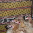 دجاج العدد 16 الصحه شرط العمر من 3شهور لا 4