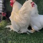 دجاج كوشن قزم 5 اطقم