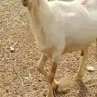 خروف حري