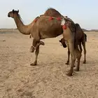خلفه بكر رباع