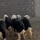 للبيع طلين نجد