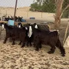 تمم البيع