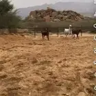 أفراس للبيع