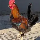 ديك احمر بلدي ودجاجتين