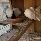 جوز شماسي هولندي