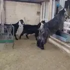 سوق غرب الرياض بن جربوع