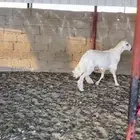 خروف جبر