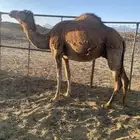 ناقه حمراء