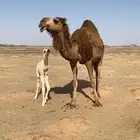 خلفه هديه حمرا منيحه