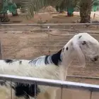 نجدي