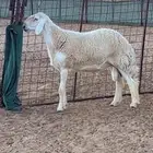 مشروع فحل صنف