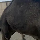 بكره قصب