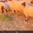 شياه نعيم مواليد