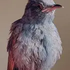 طائر الشوله السوداء