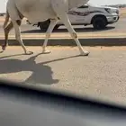 لقحه رمانيه وضحا كفو جدا بداوه عسره