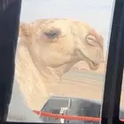 قعود أوضح تمامي