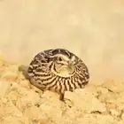 فري سمان فرش