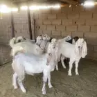 جفرات