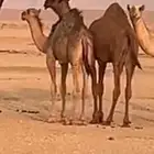 حوار طايش قصب