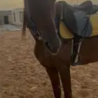 حصان انتاج