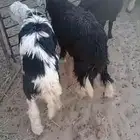 خرفان نجد بريه شررط